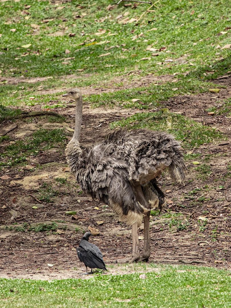 Casal de emu pastando no zoológico Imagem JPG