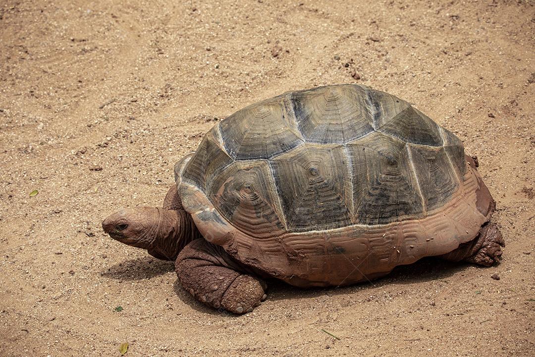 Tartaruga gigante de Aldabra comendo, tomando sol Imagem JPG
