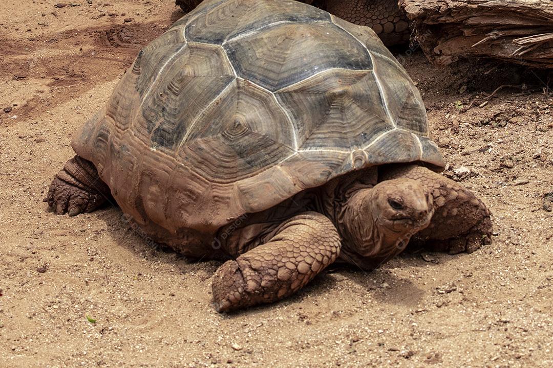 Tartaruga gigante de Aldabra comendo, tomando sol Imagem JPG
