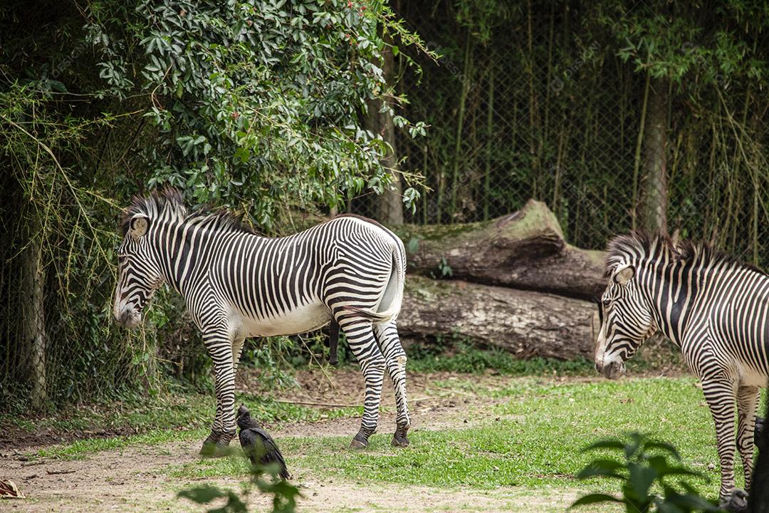 Casal de zebras em torno de abutres Imagem JPG