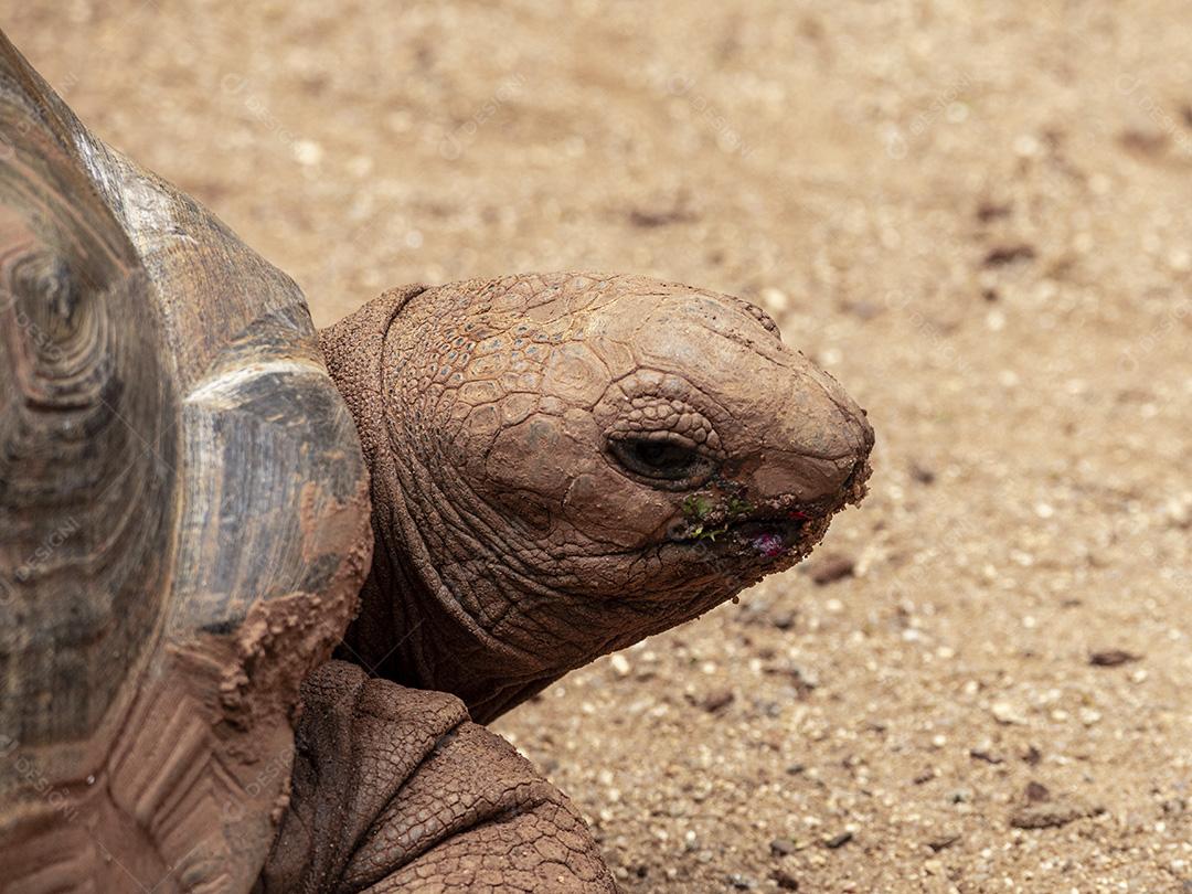Tartaruga gigante de Aldabra comendo, tomando sol Imagem JPG