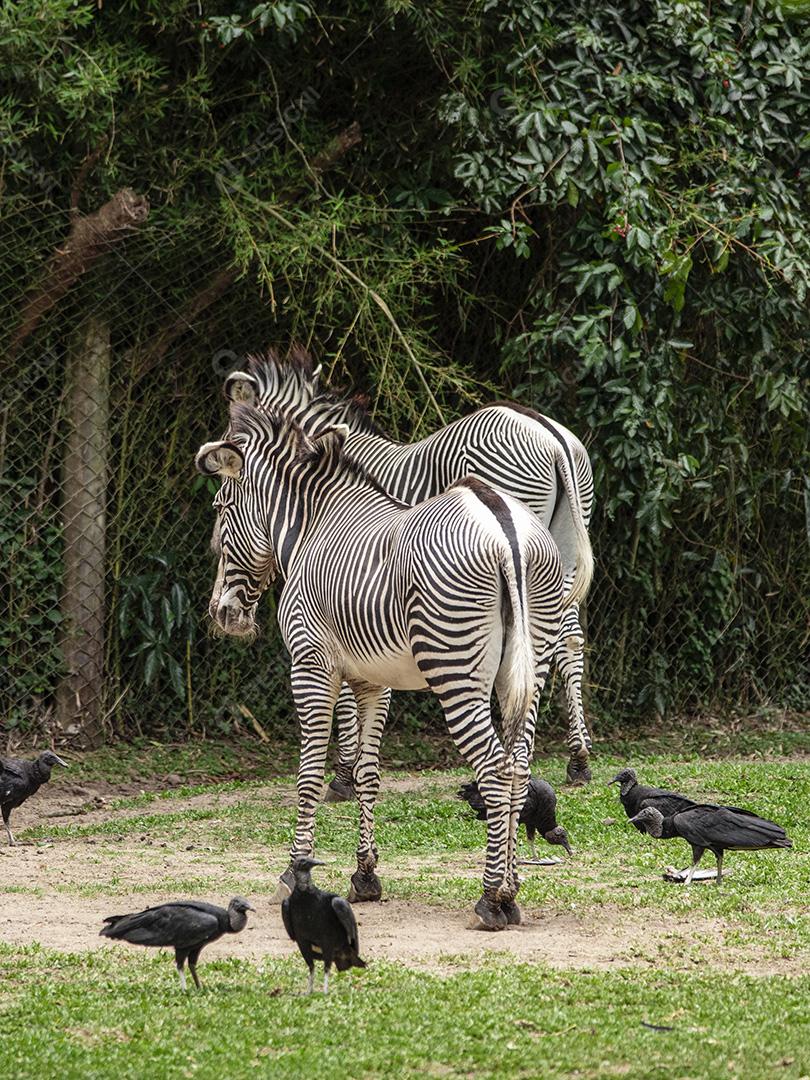Casal de zebras em torno de abutres Imagem JPG