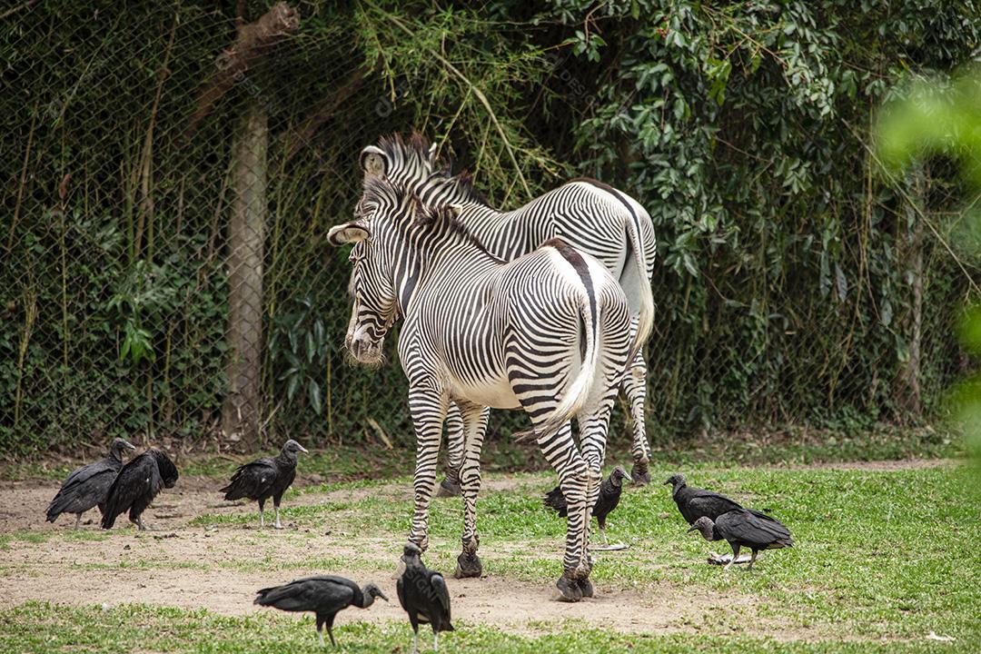 Casal de zebras em torno de abutres Imagem JPG