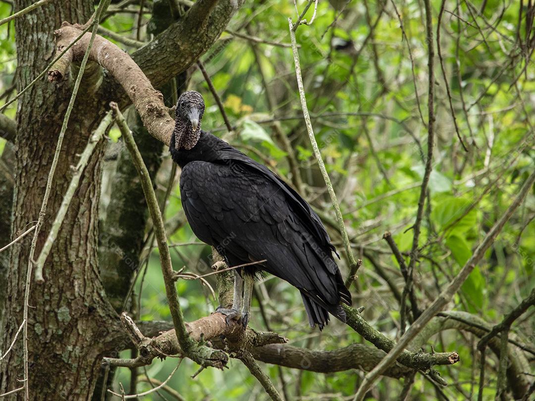 Fotos Abutre tomando banho de sol com um belo fundo de natureza