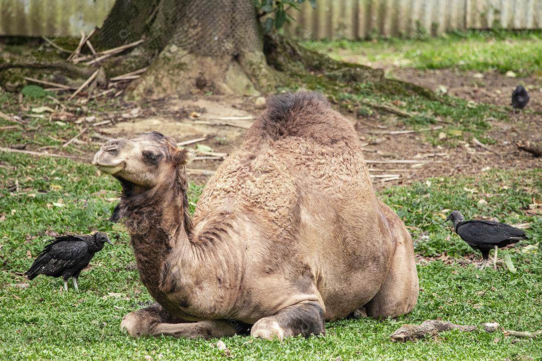 Camelo deitado tentando dormir e os abutres querendo comê-lo Imagem JPG