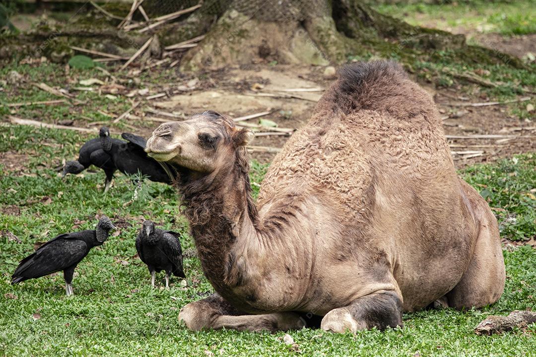Fotos Camelo deitado tentando dormir e os abutres querendo comê-lo