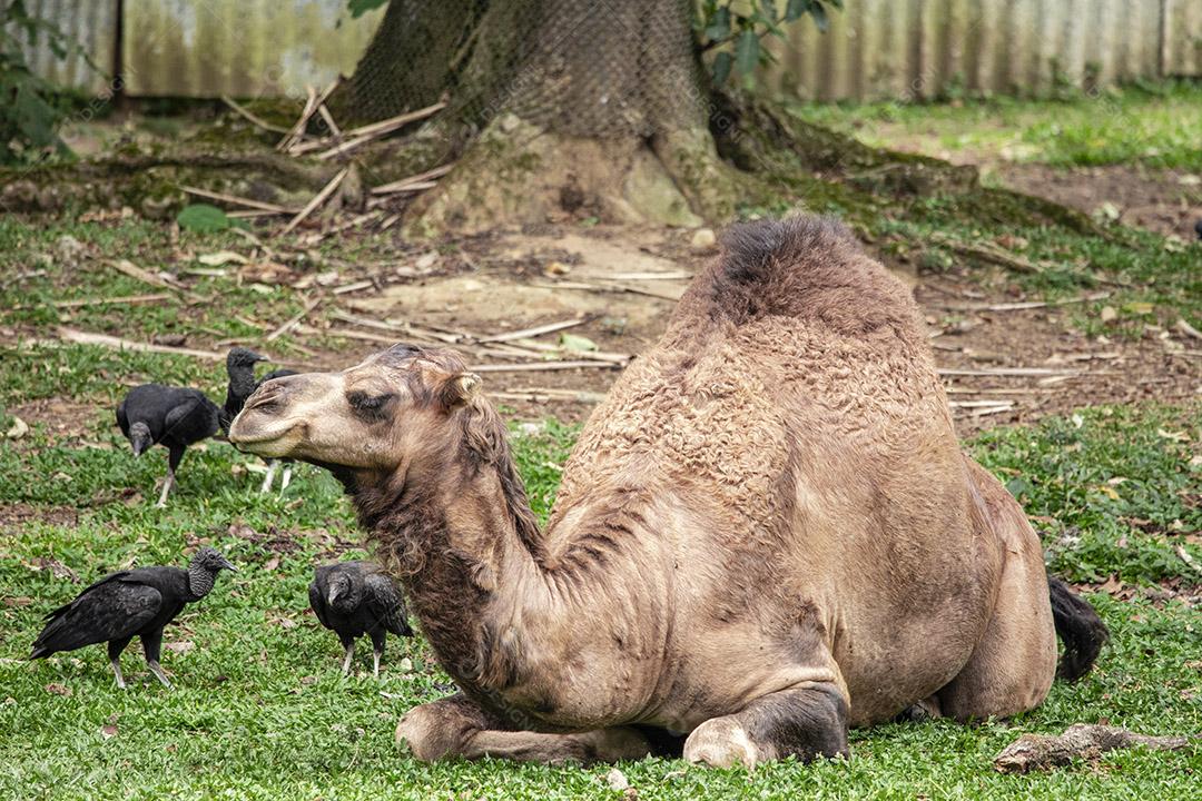 Fotos Camelo deitado tentando dormir e os abutres querendo comê-lo