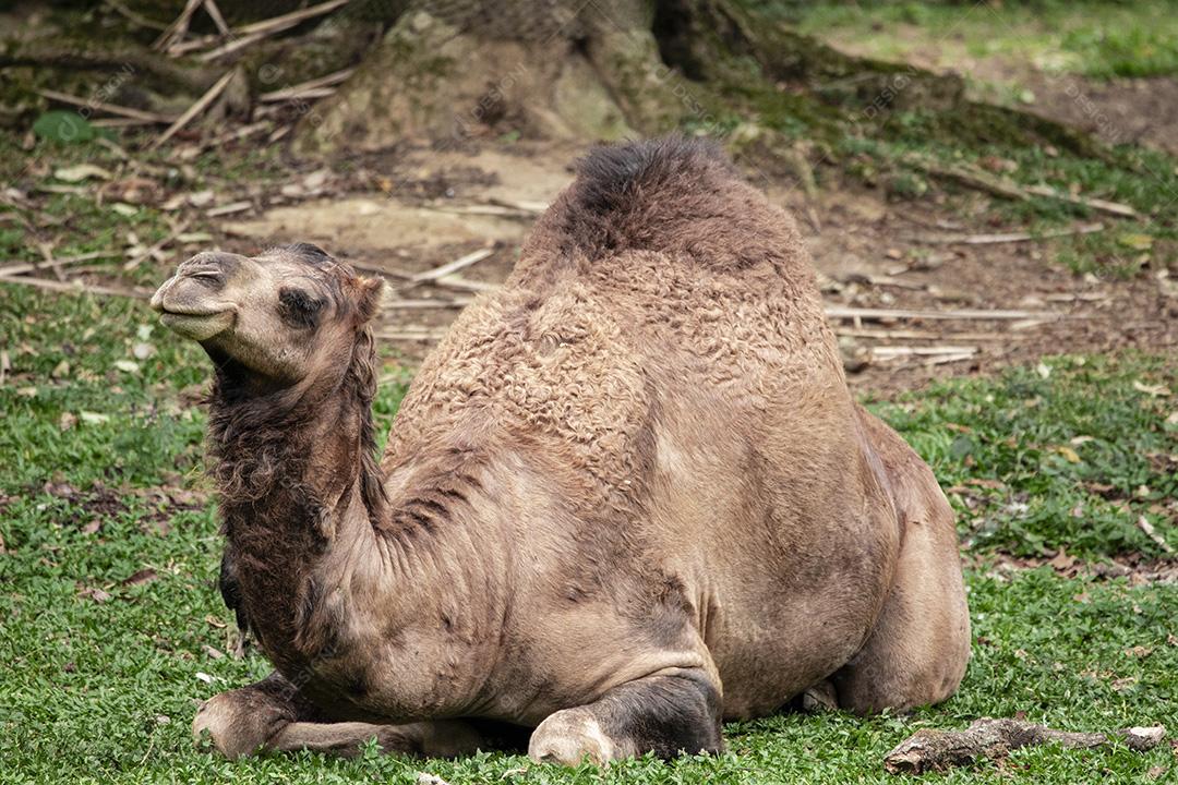 Fotos Camelo deitado tentando dormir e os abutres querendo comê-lo