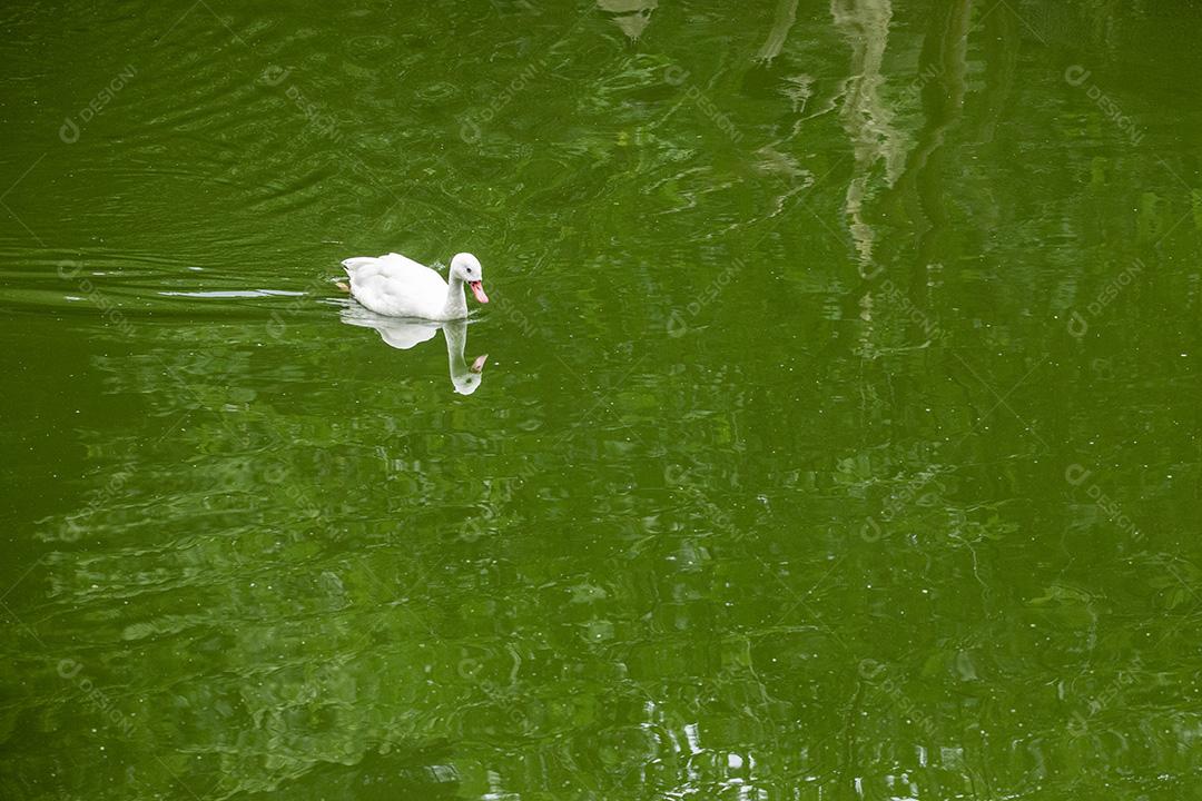 Fotos O Brazilian Call Duck é uma raça bantam de pato domesticado criado principalmente