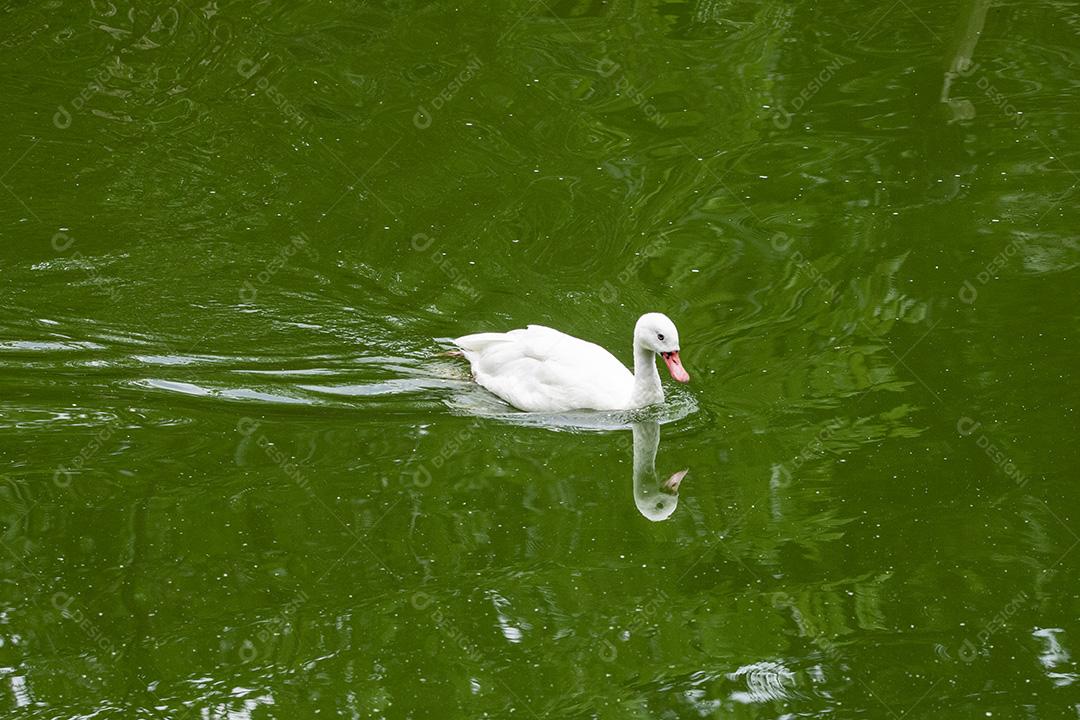 Fotos O Brazilian Call Duck é uma raça bantam de pato domesticado criado principalmente