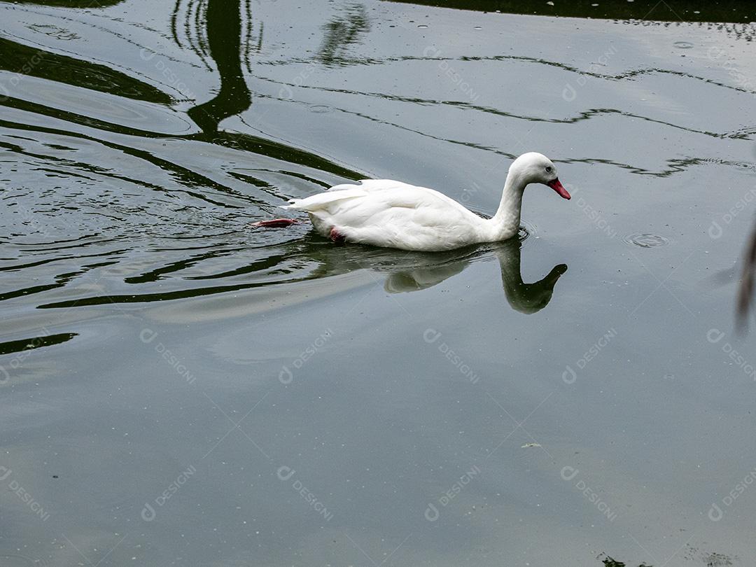 Fotos O Brazilian Call Duck é uma raça bantam de pato domesticado criado principalmente