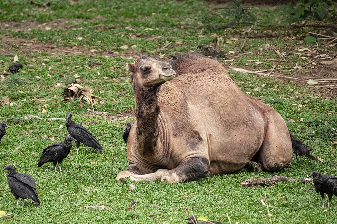 Fotos Camelo deitado tentando dormir e os abutres querendo comê-lo