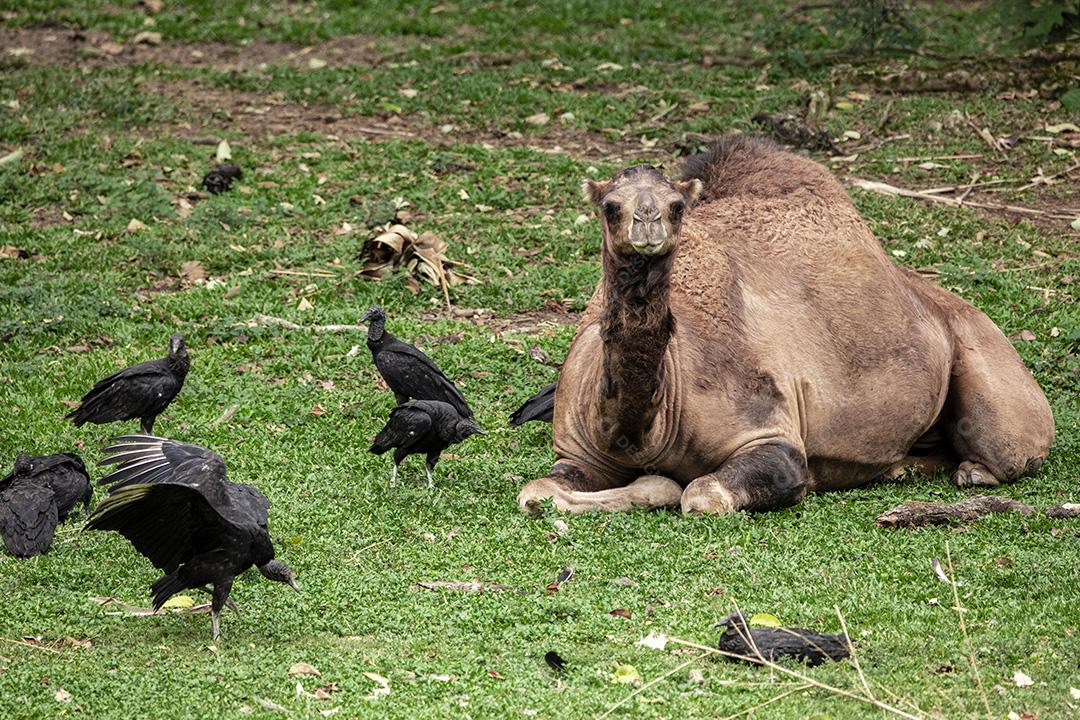 Fotos Camelo deitado tentando dormir e os abutres querendo comê-lo