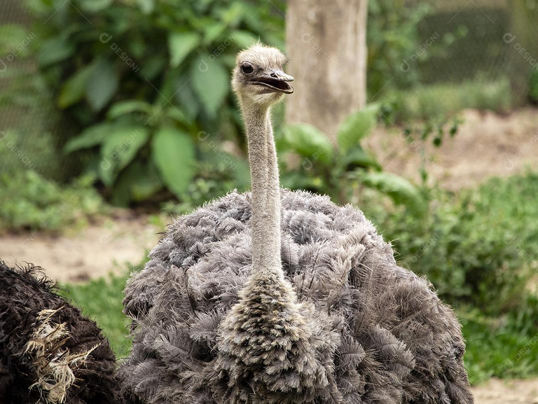 Casal de emu pastando no zoológico Imagem JPG