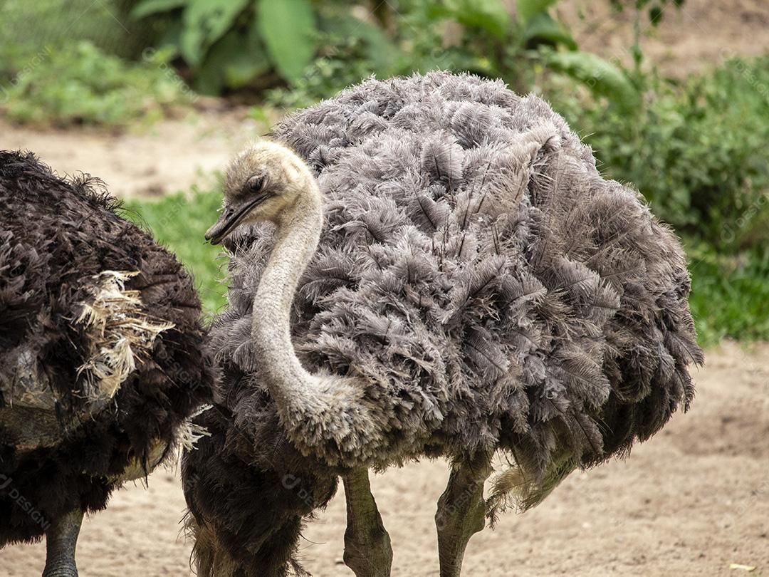 Casal de emu pastando no zoológico Imagem JPG