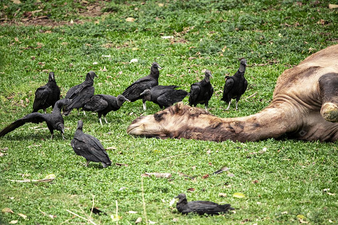 Camelo deitado tentando dormir e os abutres querendo comê-lo Imagem JPG