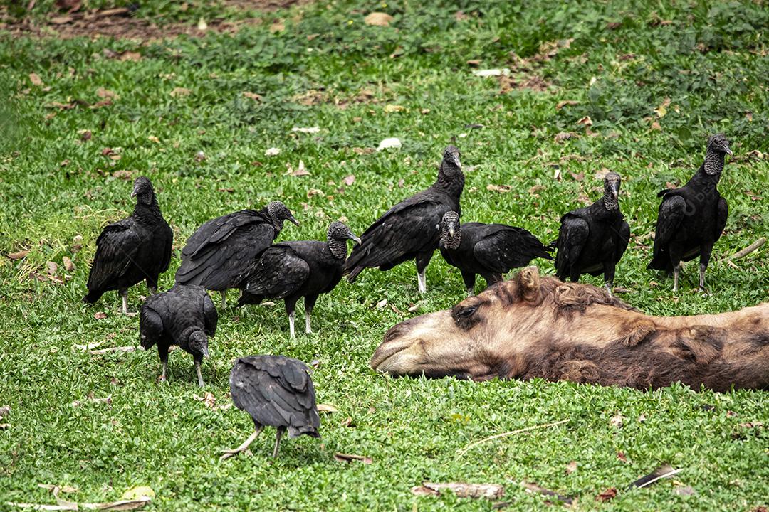 Fotos Camelo deitado tentando dormir e os abutres querendo comê-lo