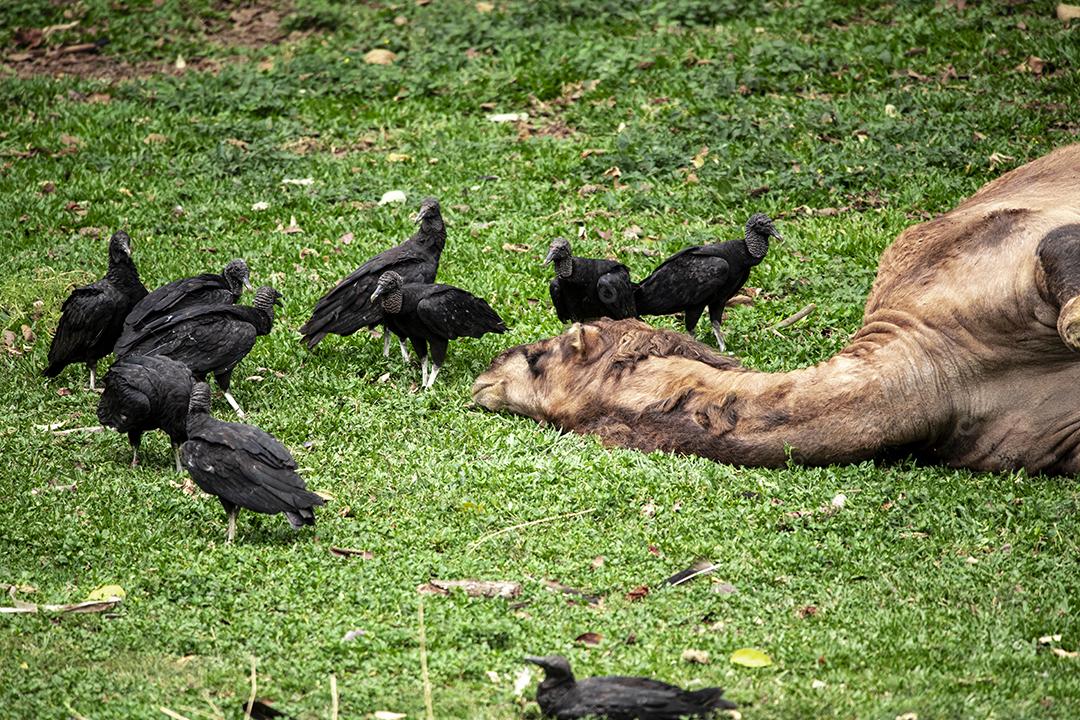 Camelo deitado tentando dormir e os abutres querendo comê-lo Imagem JPG