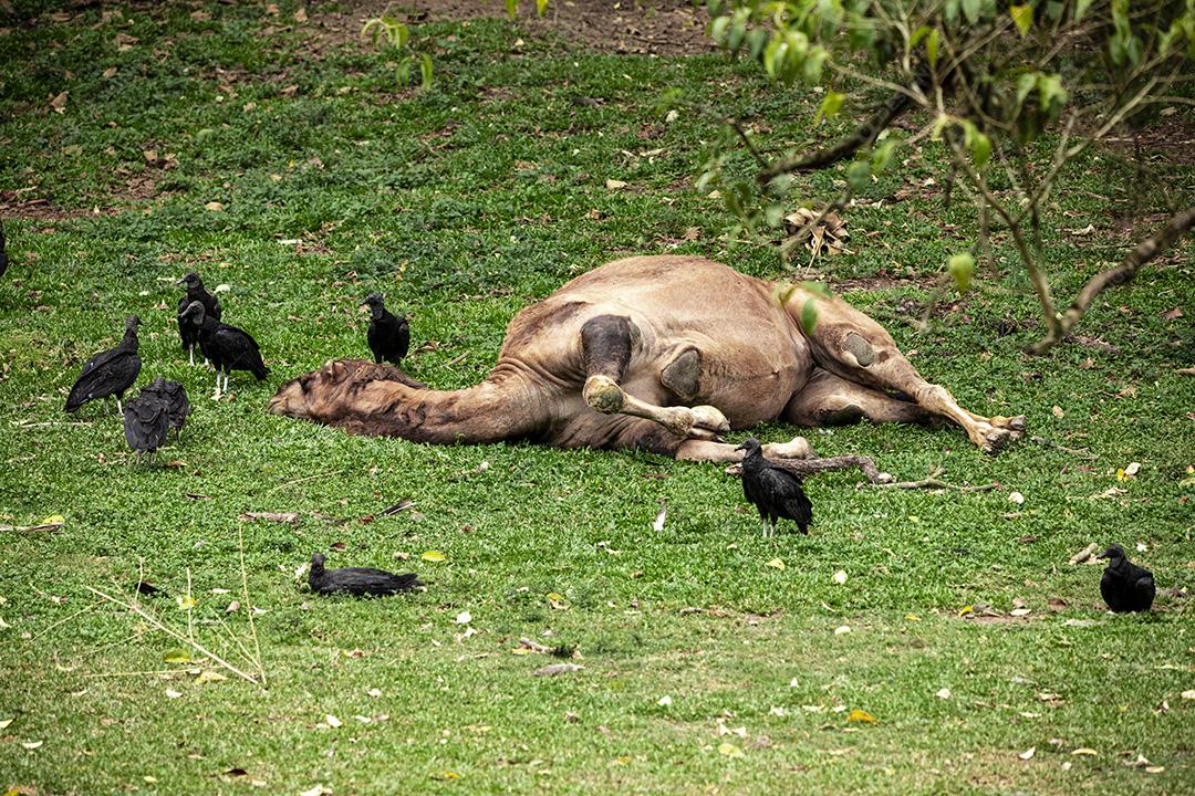 Camelo deitado tentando dormir e os abutres querendo comê-lo Imagem JPG