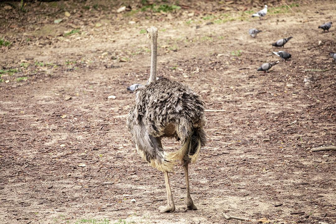 Casal de emu pastando no zoológico Imagem JPG