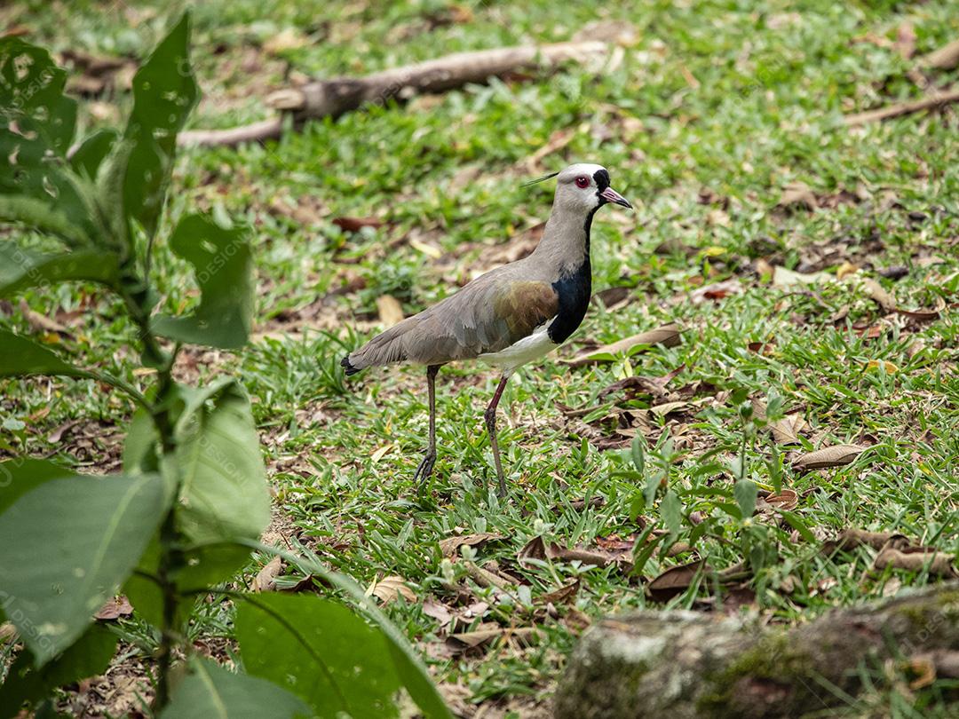Fotos Casal de pássaros quero-quero, abibe-do-sul cuidando de ninho na grama com ovos
