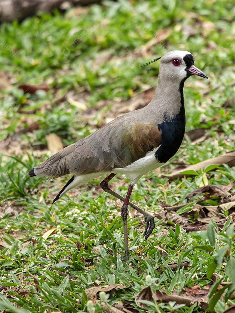 Fotos Casal de pássaros quero-quero, abibe-do-sul cuidando de ninho na grama com ovos