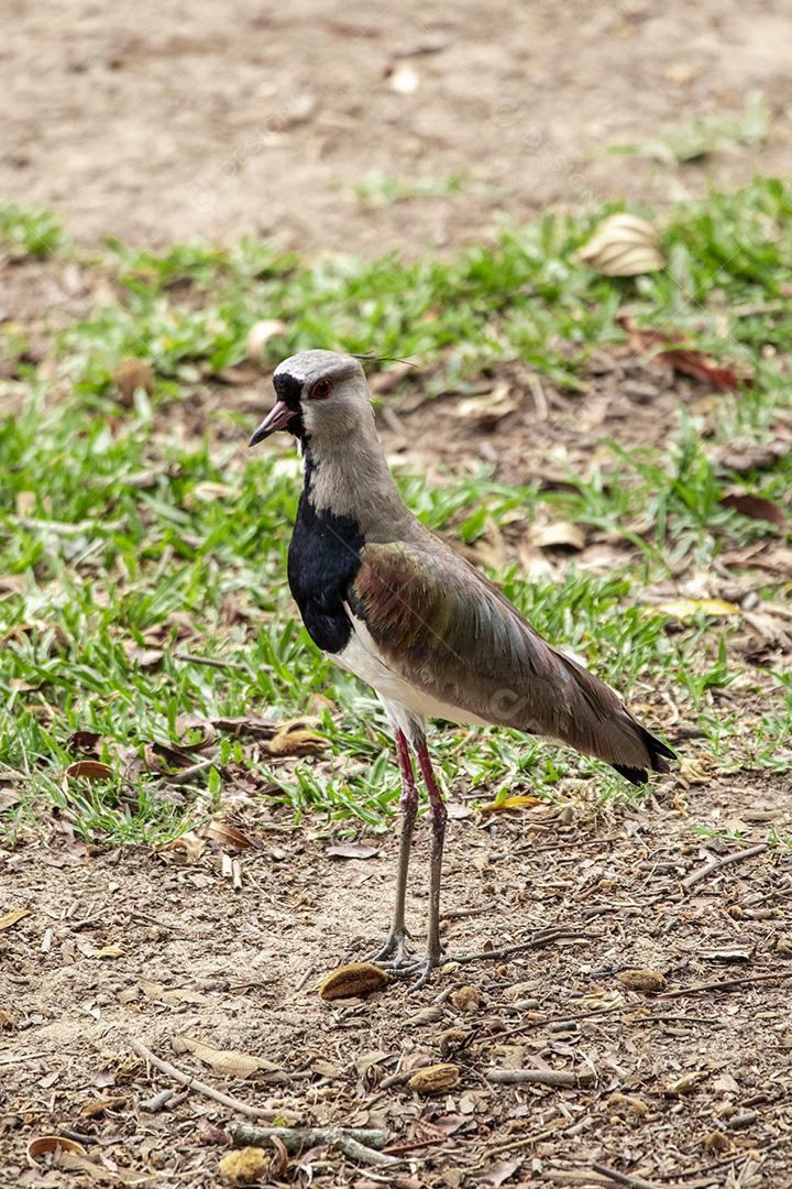 Fotos Casal de pássaros quero-quero, abibe-do-sul cuidando de ninho na grama com ovos