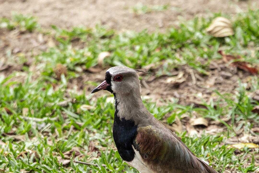 Fotos Casal de pássaros quero-quero, abibe-do-sul cuidando de ninho na grama com ovos