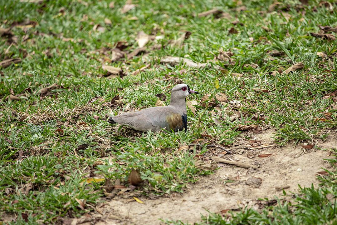 Fotos Casal de pássaros quero-quero, abibe-do-sul cuidando de ninho na grama com ovos