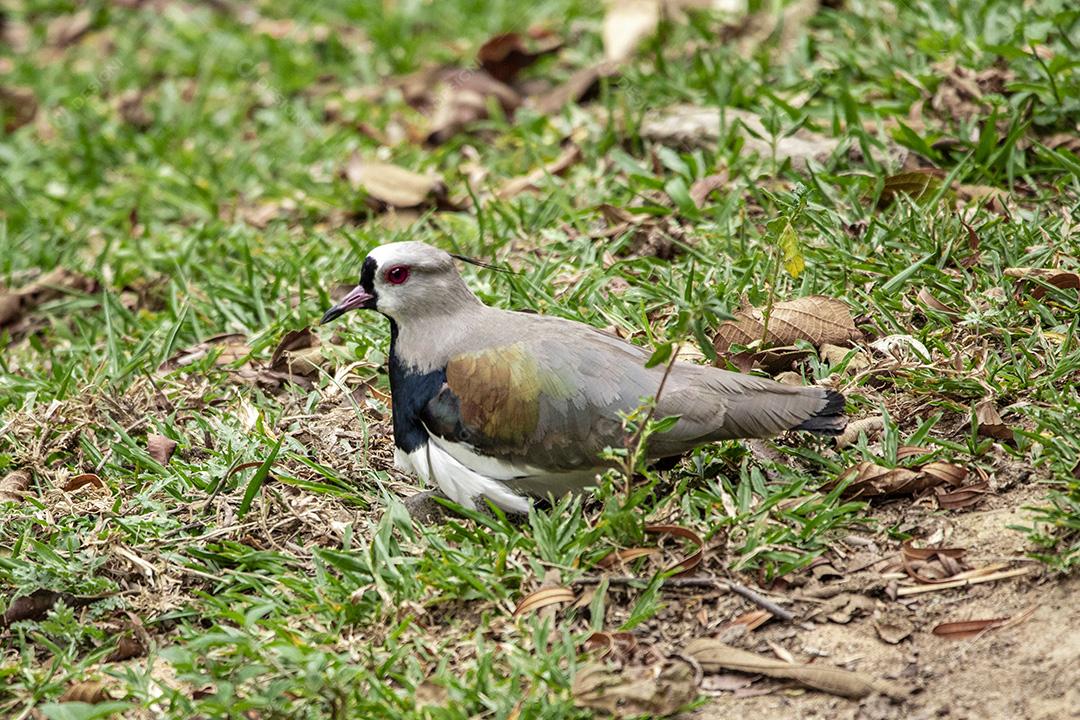 Fotos Casal de pássaros quero-quero, abibe-do-sul cuidando de ninho na grama com ovos