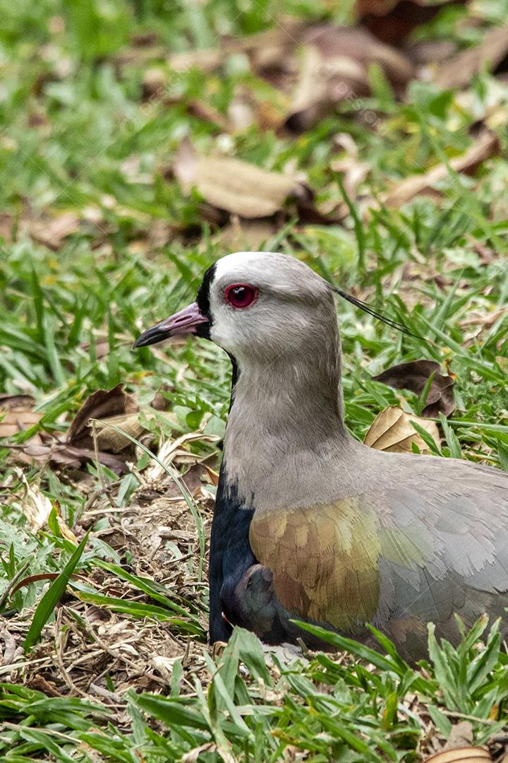 Fotos Casal de pássaros quero-quero, abibe-do-sul cuidando de ninho na grama com ovos