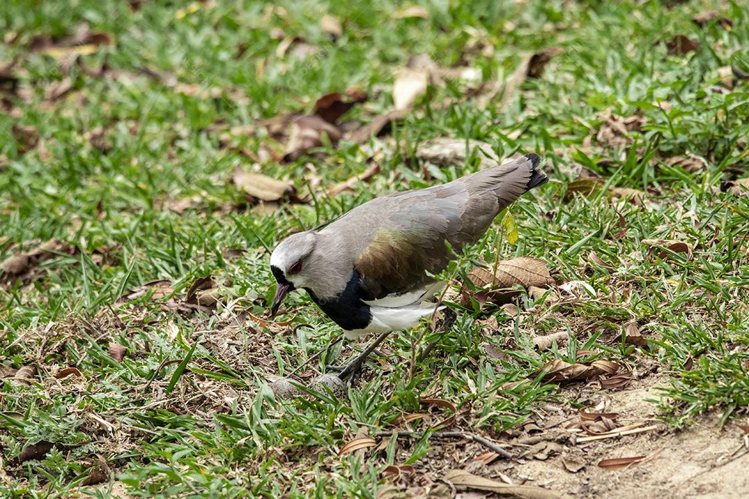 Fotos Casal de pássaros quero-quero, abibe-do-sul cuidando de ninho na grama com ovos