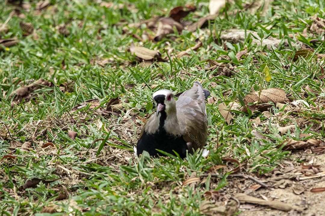 Fotos Casal de pássaros quero-quero, abibe-do-sul cuidando de ninho na grama com ovos