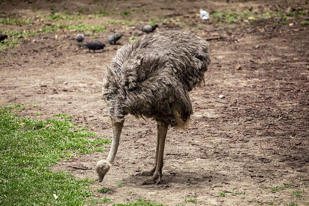 Casal de emu pastando no zoológico Imagem JPG