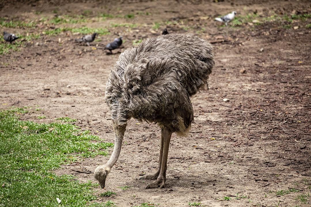 Casal de emu pastando no zoológico Imagem JPG