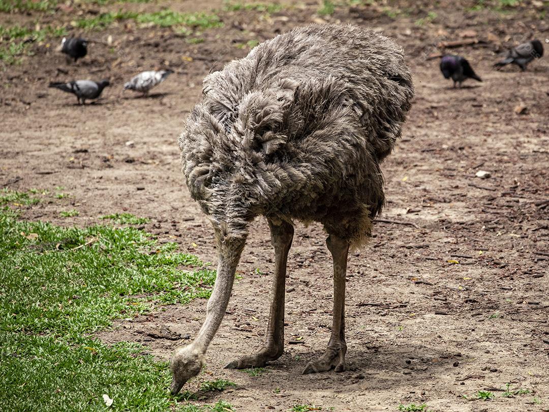 Casal de emu pastando no zoológico Imagem JPG