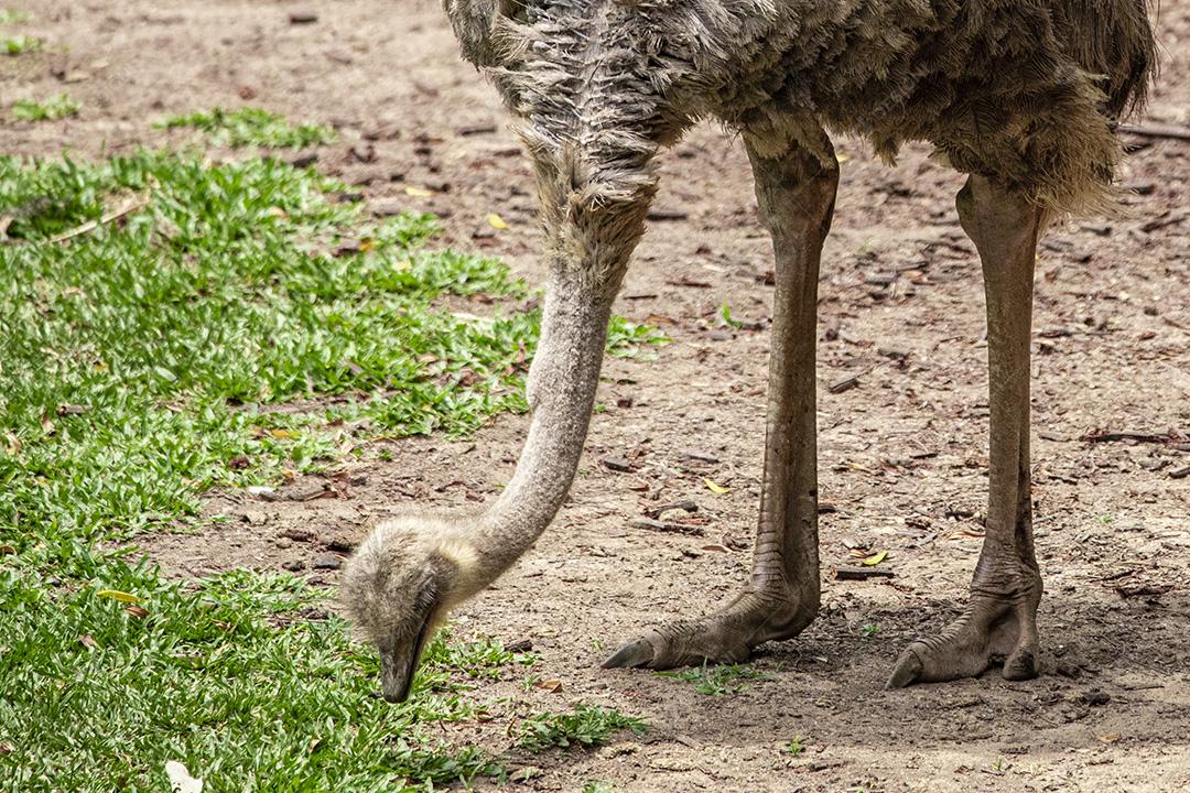 Casal de emu pastando no zoológico Imagem JPG