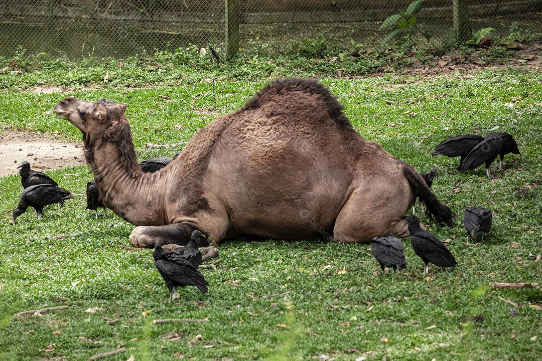 Fotos Camelo deitado tentando dormir e os abutres querendo comê-lo