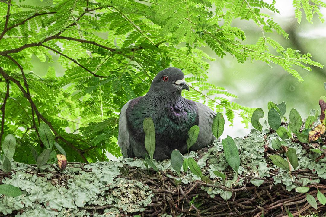Pomba doméstica no ninho no alto do tronco de uma árvore Imagem JPG