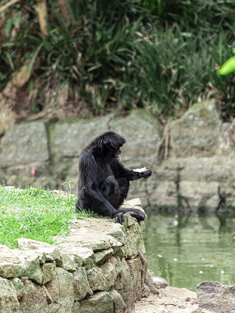 Macaco sentado em cima de uma pedra descansando. Olhar triste imagem JPG