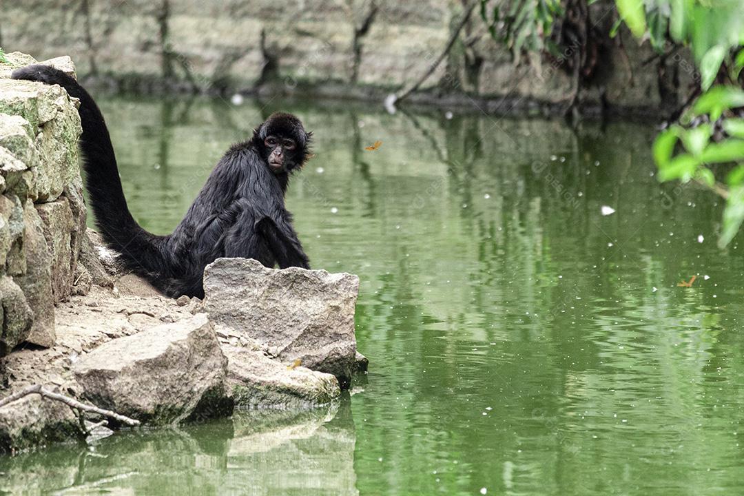 Macaco sentado em cima de uma pedra descansando. Olhar triste imagem JPG