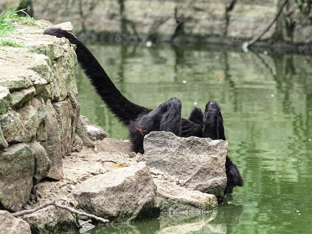 Macaco tomando água no lago Imagem JPG
