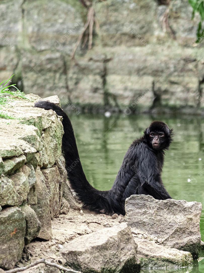 Fotos Macaco sentado em cima de uma pedra descansando. Olhar triste