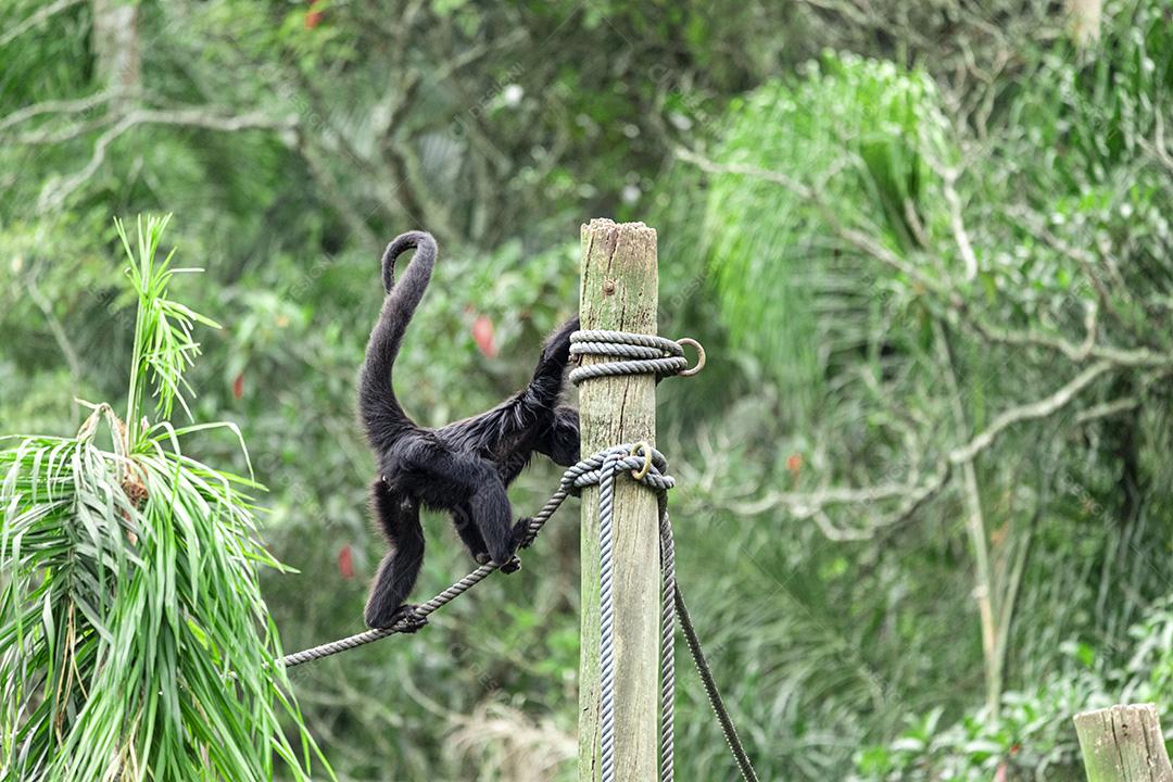 Macaco andando nas cordas no parque do zoológico Imagem JPG