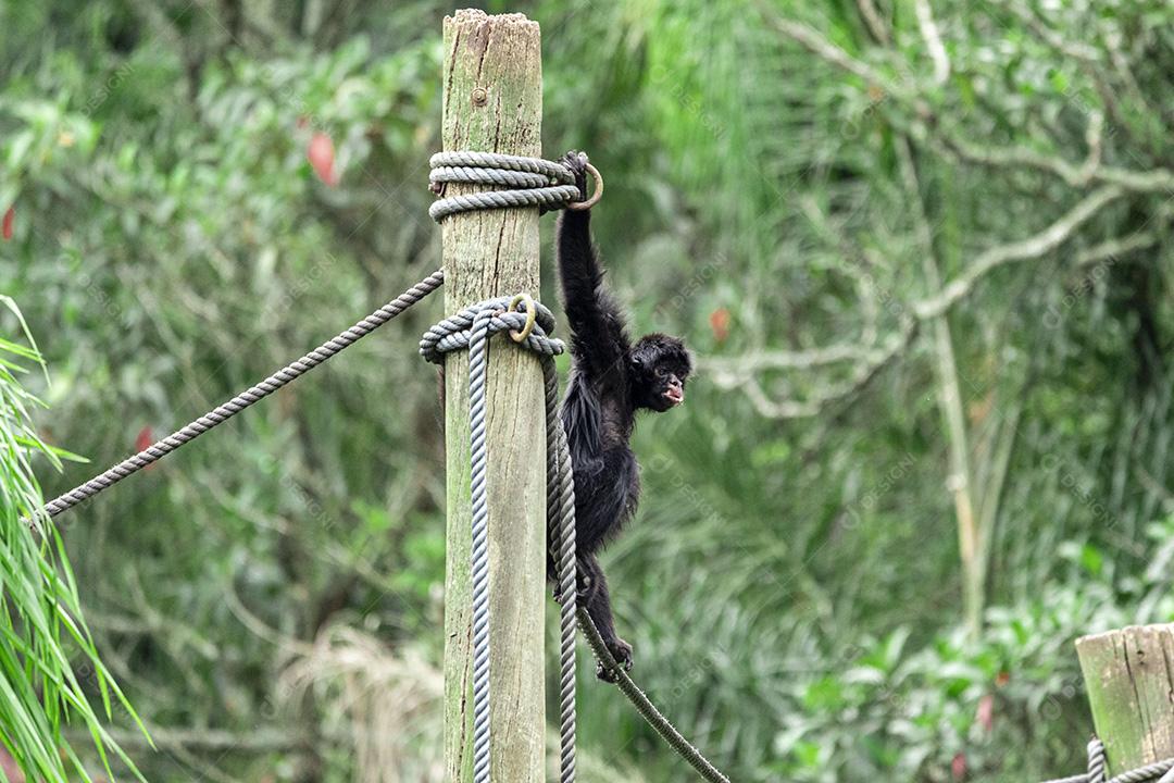 Macaco andando nas cordas no parque do zoológico Imagem JPG