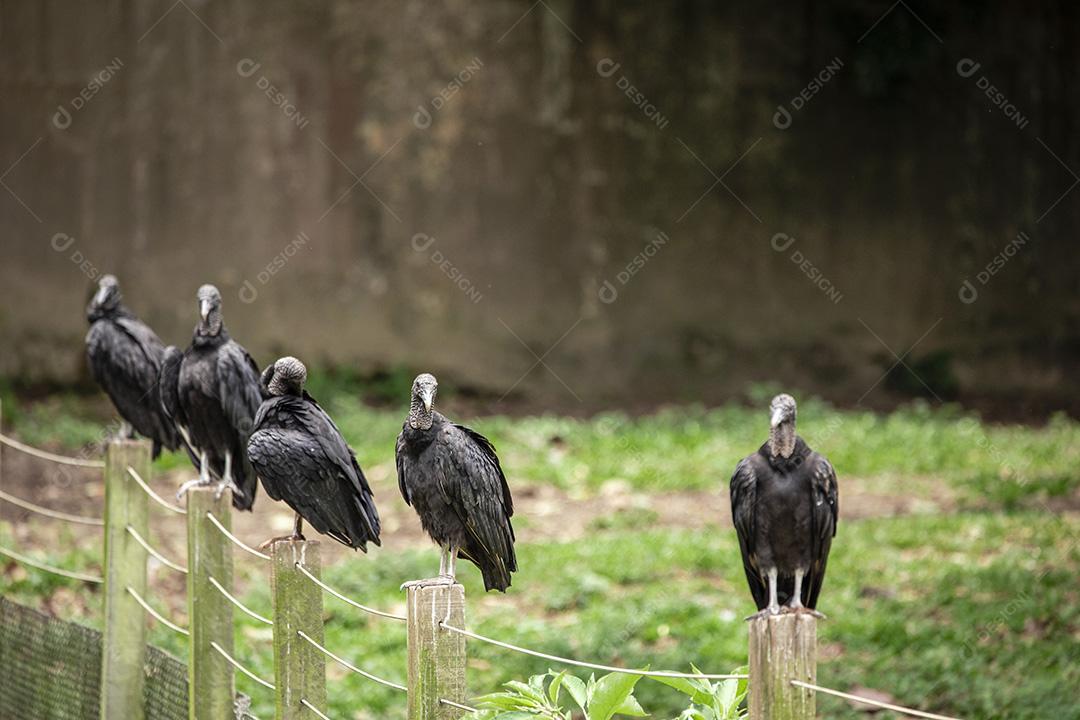 Fotos Abutre tomando banho de sol com um belo fundo de natureza