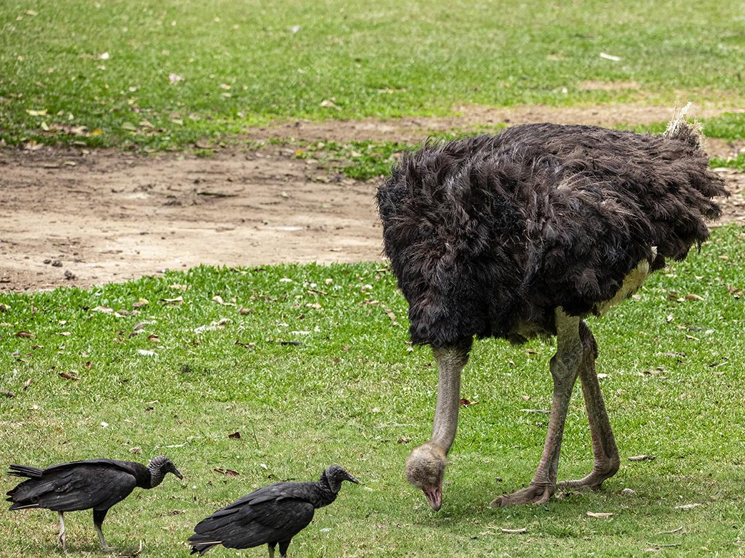 Casal de emu pastando no zoológico Imagem JPG