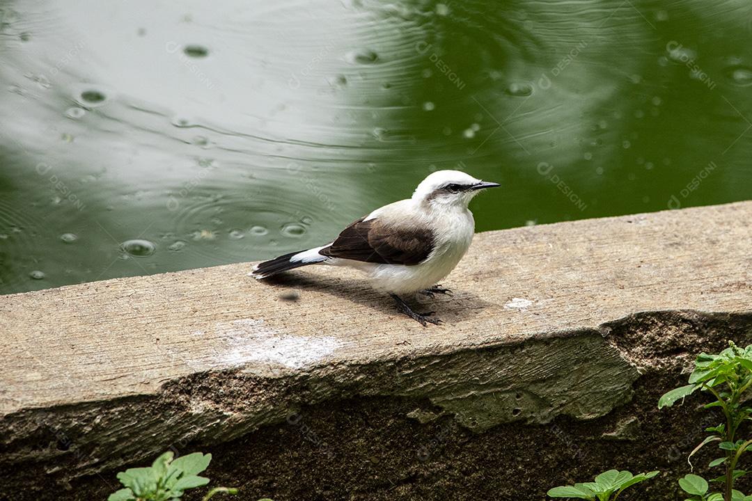 Closeup de belo pássaro Fluvicola nengeta Imagem JPG