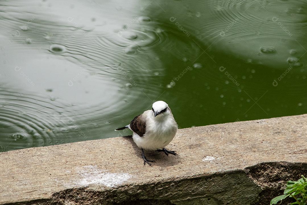 Closeup de belo pássaro Fluvicola nengeta Imagem JPG