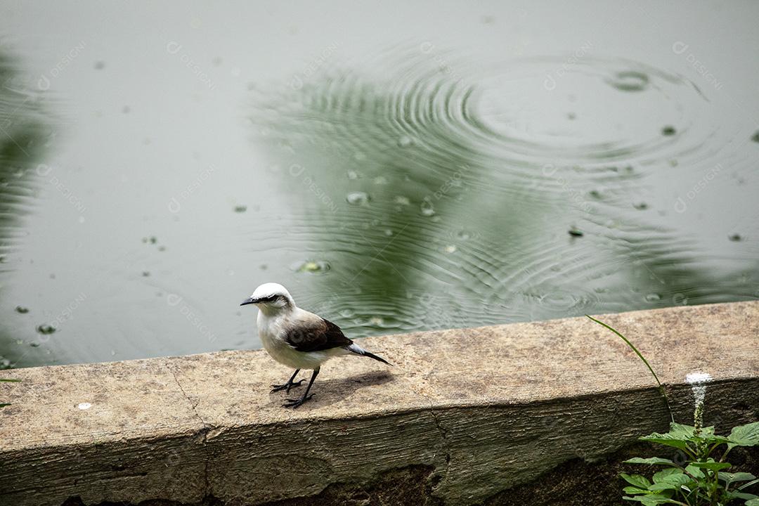 Closeup de belo pássaro Fluvicola nengeta Imagem JPG